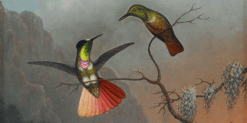 Hummingbirds by Martin Johnson Heade