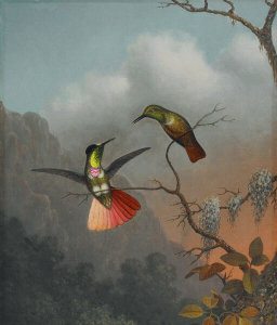 Martin Johnson Heade - Hooded Visorbearer, ca. 1863-1864