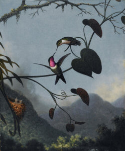 Martin Johnson Heade - Amethyst Woodstar, ca. 1863-1864