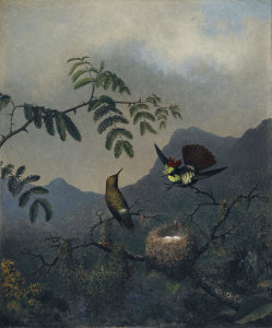 Martin Johnson Heade - Frilled Coquette, ca. 1863-1864