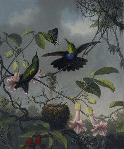 Martin Johnson Heade - Fork-tailed Woodnymph, ca. 1863-1864