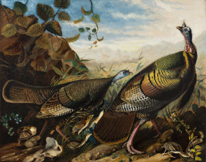 John James Audubon - Wild Turkey Cock, Hen and Young, 1826