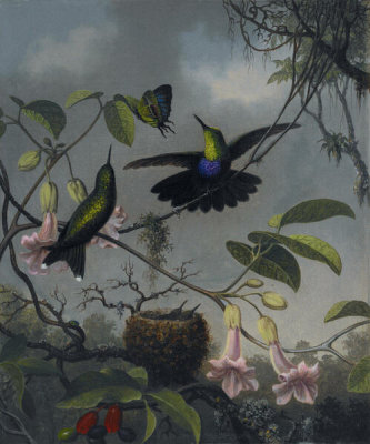 Martin Johnson Heade - Fork-tailed Woodnymph, ca. 1863-1864