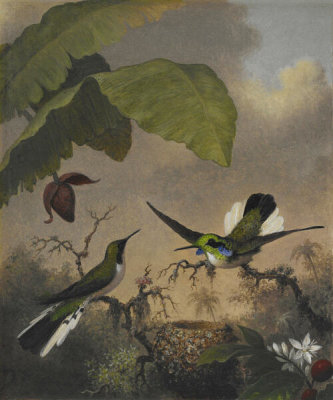 Martin Johnson Heade - Black-eared Fairy, ca. 1863-1864