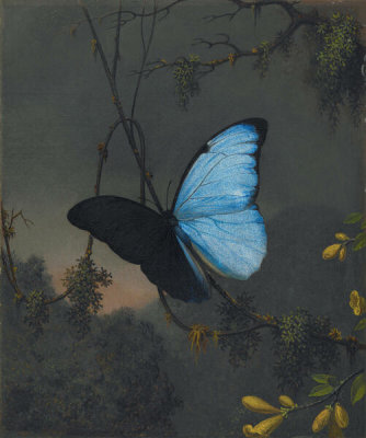 Martin Johnson Heade - Blue Morpho Butterfly, ca. 1863-1864